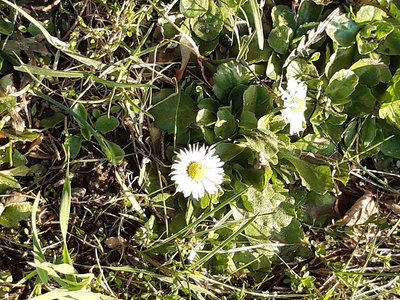 sedmikráska chudobka