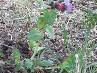 plicník lékařský