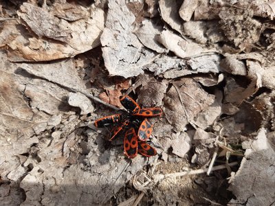 ruměnice pospolná (ploštice)