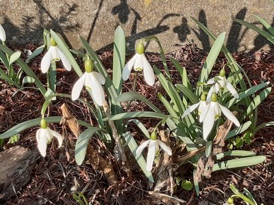 sněženka podsněžník