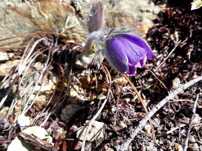 koniklec velkokvětý