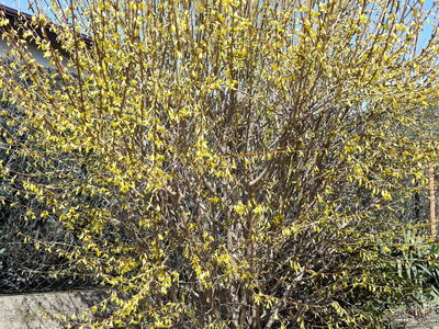 zlatice prostřední