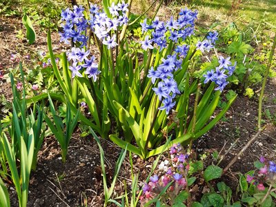 hyacint modrý