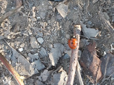 slunéčko sedmitečné