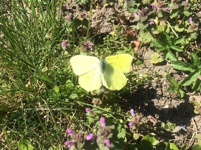 žluťásek řešetlákový