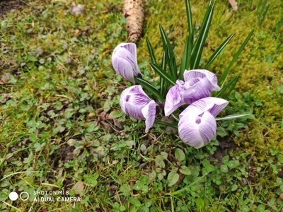 šafrán neapolský (krokus)