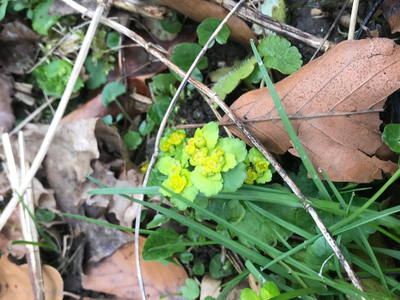 mokrýš střídavolistý