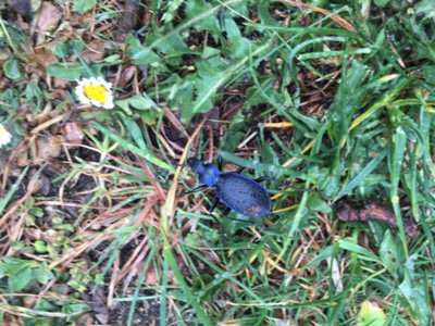 střevlík vrásčitý