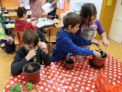 Prv - sázíme užitkové rostliny (brambor, mrkev, cibuli)