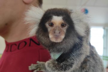 Nevšední zvířátka chovaná doma