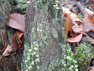 dutohlávka třásnitá