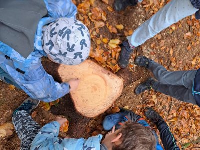 Určování stáří stromu a světových stran.