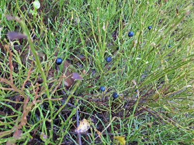 Alternativa mlsání.