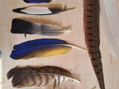 Poznávačka ptačích per (káně, ara, holub, straka, kachna)