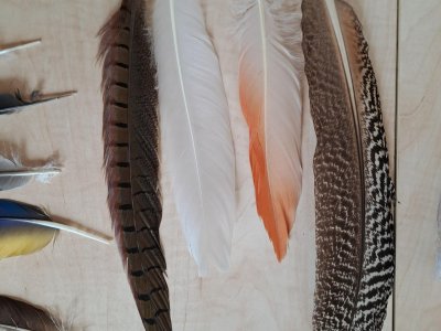 Poznávačka ptačích per (bažant, labuť, plameňák, výr)