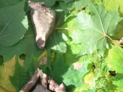 Detail ze Zeleného domu Aničky a Káji