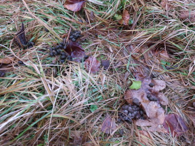 Poznáváme zvířata podle pobytových stop,