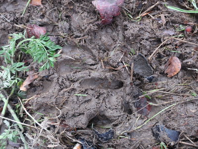 otisků stop v bahně