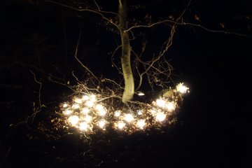 Svatomartinský pochod aneb světlo v lese