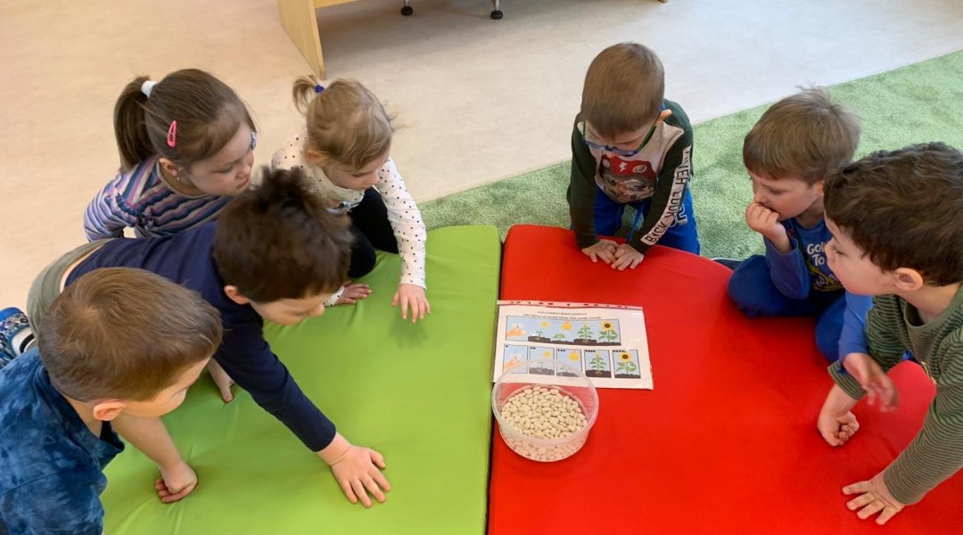 Sázíme semínko fazole