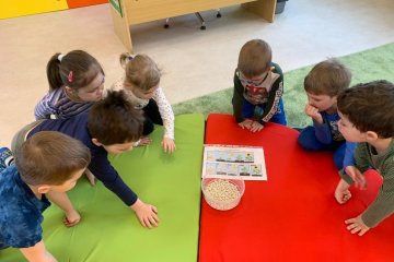 Sázíme semínko fazole