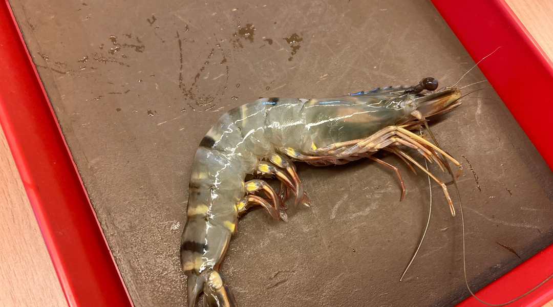 Hlavonožci a korýši na PřP