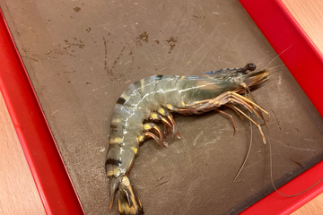 Hlavonožci a korýši na PřP