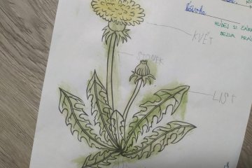 Pampeliškové učení venku