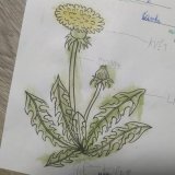 Pampeliškové učení venku