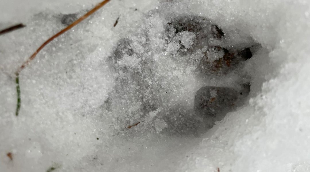 Učení venku - stopy zvířete