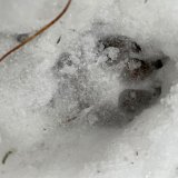 Učení venku - stopy zvířete