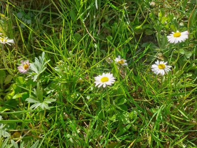 sedmikráska chudobka