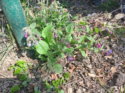 plicník lékařský