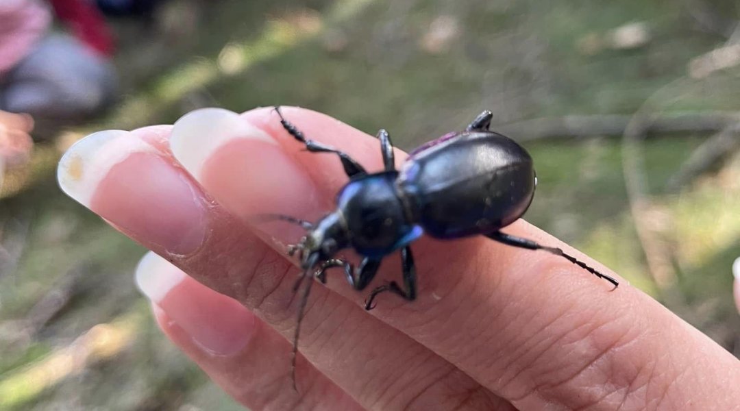 Přírodověda - učení venku