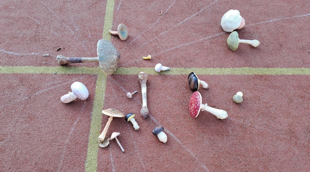 Učení venku – houby
