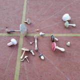 Učení venku – houby