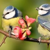 Machnínská 1. středa v měsíci: "Ptačí"