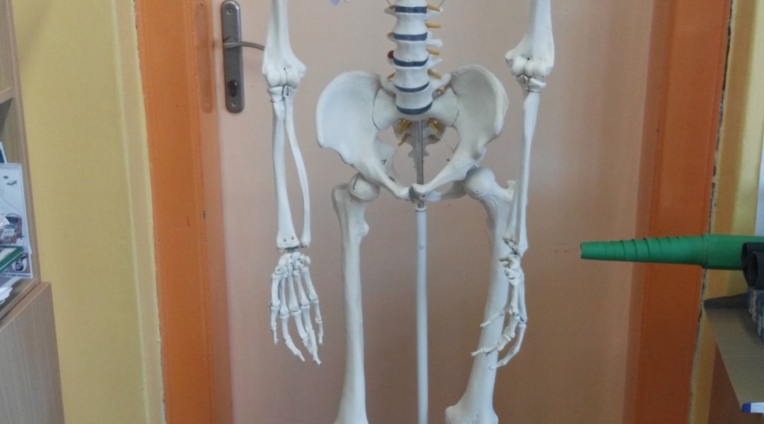 Učíme se o vlastní kostře