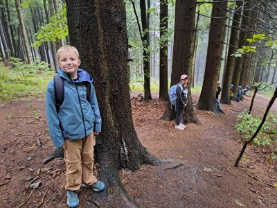 Stromy a u nich vyrostly hříbečky.