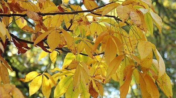 Rodinná soutěž - List