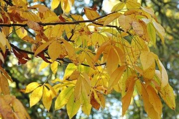 Rodinná soutěž - List