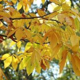 Rodinná soutěž - List