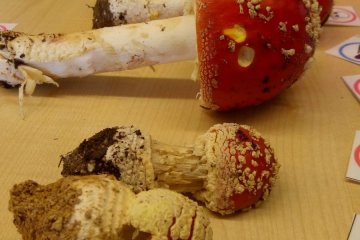 Z této hodiny nebyl nikdo otráven - III. třída