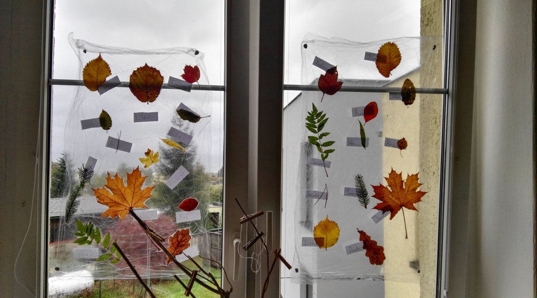 Přírodověda - listy stromů ze školní zahrady