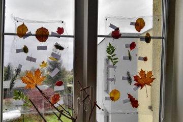 Přírodověda - listy stromů ze školní zahrady